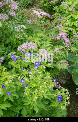 Geranium sylvaticum 'Amy Doncaster' e Chaerophyllum Hirsutum roseum crescere insieme in un paese di lingua inglese il giardino. Foto Stock