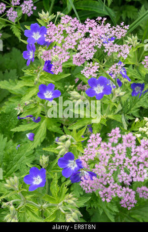 Geranium sylvaticum 'Amy Doncaster' e Chaerophyllum Hirsutum roseum crescere insieme in un paese di lingua inglese il giardino. Foto Stock