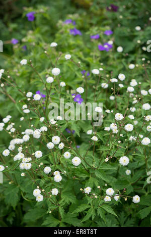 Ranunculus Aconitifolius flore pleno con il dolce, doppia bianca fiori in un giardino di primavera. Foto Stock