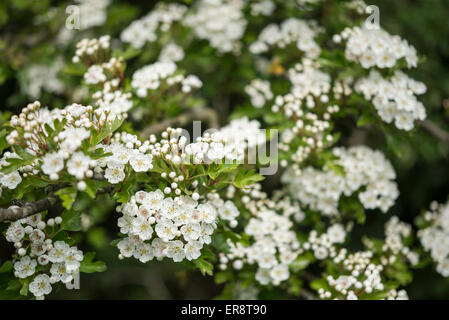 Close up di bianco fiori di biancospino (Craetegus monogyna). Foto Stock