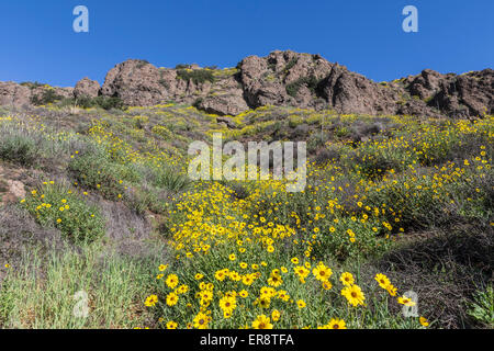 Wild Bush Girasoli a Wildwood Parco Regionale in Thousand Oaks, California. Foto Stock