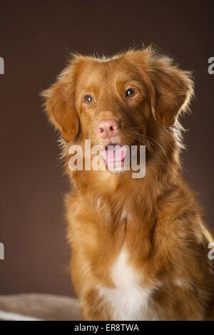 Nova Scotia Duck Tolling Retriever ritratto Foto Stock