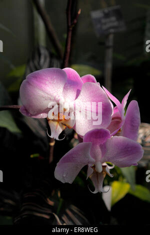 PHALAENOPSIS MOTH ORCHID Foto Stock