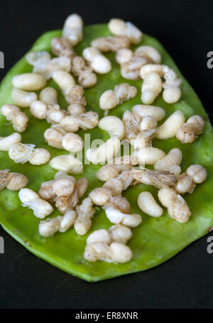 Escamoles Ant larvae o Pupa cotti serviti su una foglia di cactus - una prelibatezza in Messico - un esempio dello strano o strano cibo mangiato dalla gente Foto Stock