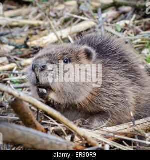 Giovani o eurasiatico castoro europeo (Castor fiber) close-up Foto Stock