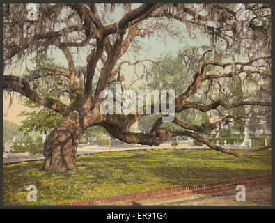 Una quercia viva nel Magnolia Cemetery, Charleston, S.C. Foto Stock