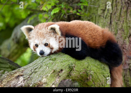 Un panda rosso seduto su un ramo di albero Foto Stock