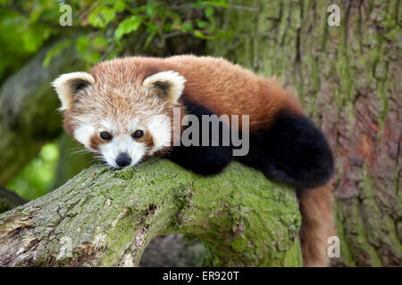 Un panda rosso seduto su un ramo di albero Foto Stock