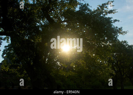 Sole brillante luce attraverso gli alberi. Foto Stock