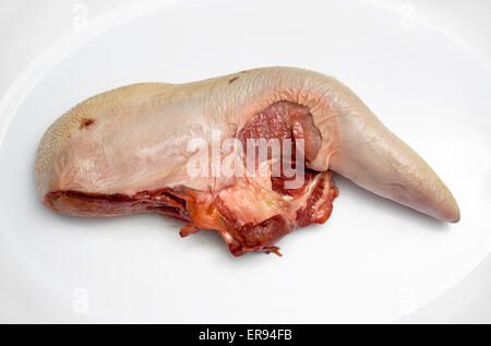 Lingua di bue di manzo crudo su un piatto bianco - un esempio dello strano o strano cibo mangiato dalle persone di tutto il mondo Foto Stock