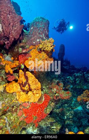 Un subacqueo nuota oltre gli scogli di Dominica in Lesser Antilles. Foto Stock