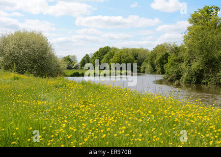 Fiume Medway fluisce attraverso terreni agricoli in Kent, Inghilterra. Il Riverbank è lussureggiante con erba e renoncules. Foto Stock