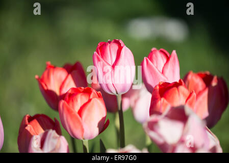 Un tulipani finti, rotondi e luminosi, di colore rosa e soleggiato, seduti  su un rustico shabby chic sfondo in legno Foto stock - Alamy
