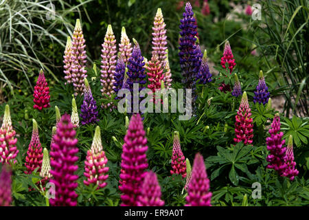 Giardino, lupino Lupinus polyphyllus, bella viola pianta perenne Foto Stock