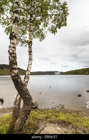 Loch Achilty nelle Highlands Scozzesi. Foto Stock