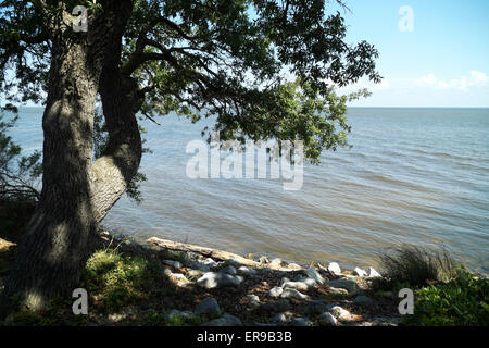 Albero antico si affaccia sulla Baia di Mobile sulla Fort Morgan penisola vicino a Gulf Shores, Alabama Foto Stock