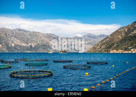 Fattoria di pesca nella Baia di Kotor Foto Stock