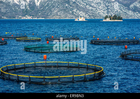 Fattoria di pesca nella Baia di Kotor Foto Stock