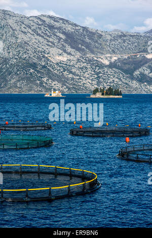 Fattoria di pesca nella Baia di Kotor Foto Stock