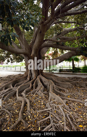 Grande struttura in gomma Ficus elastica al Banyan gruppo di figure in centro a Siviglia Spagna Foto Stock