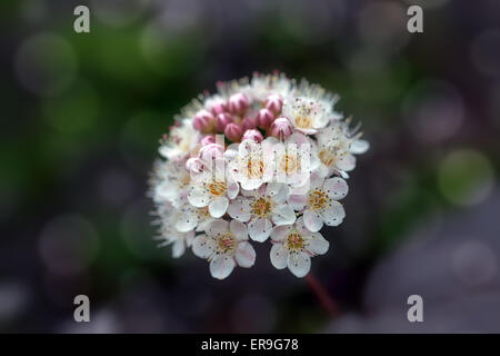 Diablo Ninebark arbusto fiori che fioriscono in primavera Closeup Macro Foto Stock