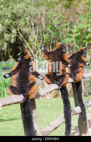 Red Ruffed lemuri in cattività a prendere il sole Foto Stock