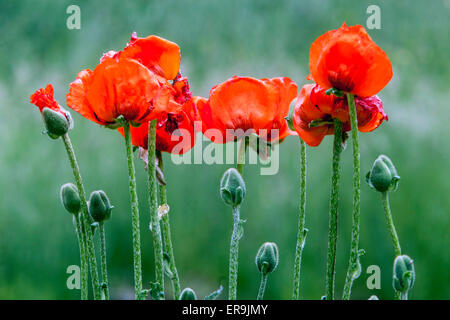 Papaveri orientali papavero rosso germogli orientali papavero fiori di papavero Foto Stock