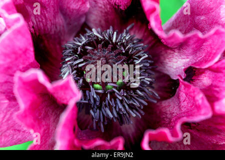 Oriental papavero, Viola Papaver 'Harlem " close up fiore Foto Stock