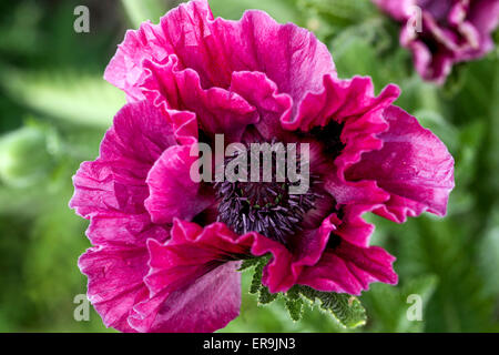 Oriental papavero, Papaver orientale, papaveri orientali Foto Stock