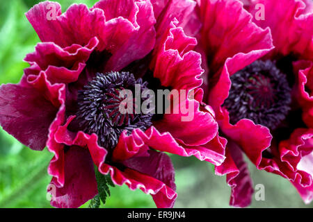 Bella orientale fiore di papavero, Papaver orientale " Harlem', Viola borgogna papaveri orientali, close up Foto Stock