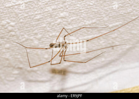 Una casa spider, pholcus phalangioides, su una parete Foto Stock