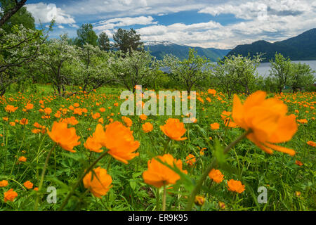 Globo fiori prato e bosco di abeti Altai Siberia Russia Foto Stock