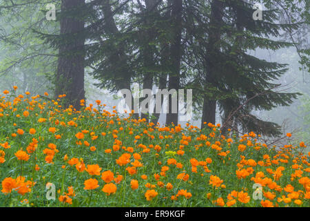 Globo fiori prato e bosco di abeti Altai Siberia Russia Foto Stock