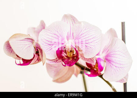 Beuty orchidea viola su sfondo bianco fotografia Foto Stock