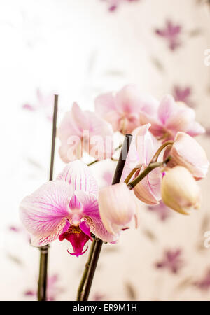 Beuty orchidea viola con fiori fotografia di sfondo Foto Stock