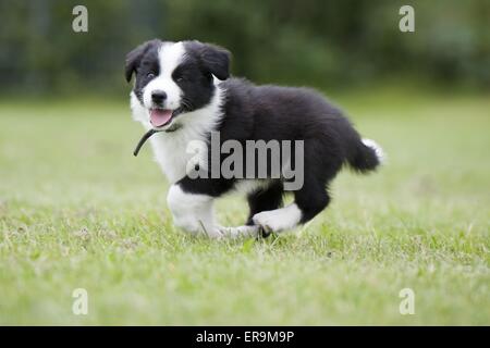 Border Collie cucciolo Foto Stock