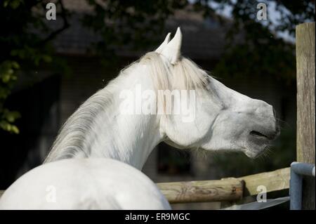 Whinnying cavallo andaluso Foto Stock