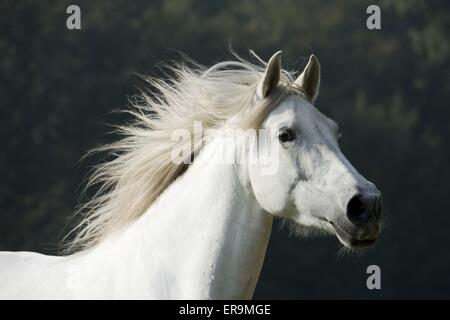 Cavallo andaluso ritratto Foto Stock