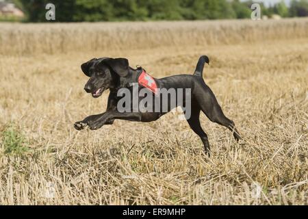 cane da salvataggio Foto Stock