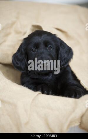 Appartamento rivestite Retriever cucciolo Foto Stock