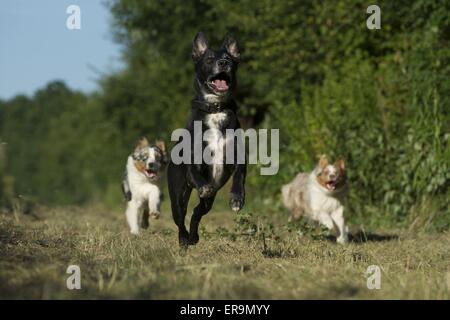 cani di funzionamento Foto Stock