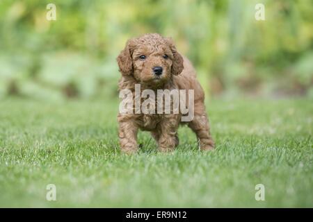 Barboncino cucciolo Foto Stock