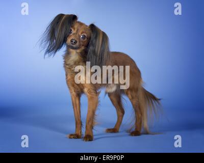 Russian Toy Terrier Foto Stock