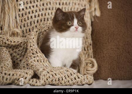 British Shorthair kitten Foto Stock