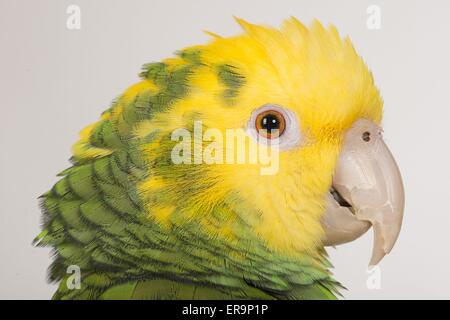 Giallo testa di Amazon Foto Stock