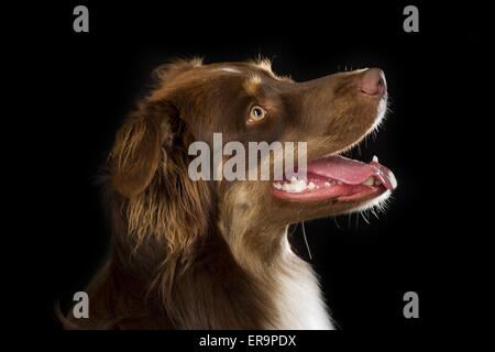 Australian Shepherd ritratto Foto Stock