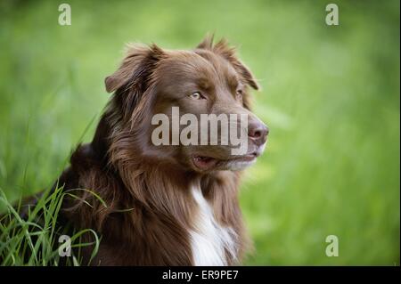 Australian Shepherd ritratto Foto Stock