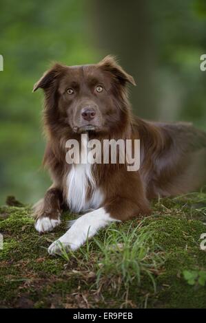 Giacente pastore australiano Foto Stock