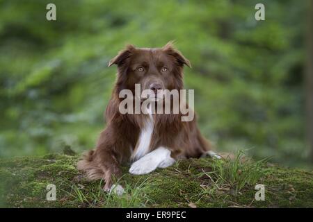 Giacente pastore australiano Foto Stock