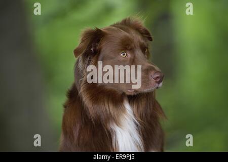 Australian Shepherd ritratto Foto Stock